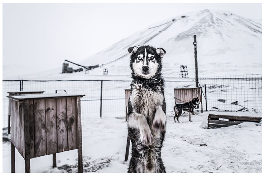 Svalbard Husky, Longyearbyen